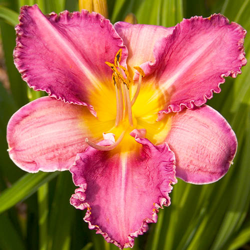 main product photo - for Sale main product photo