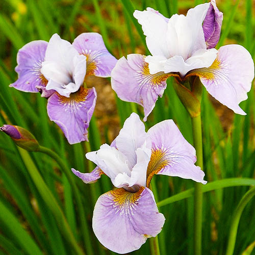 main product photo - for Sale main product photo