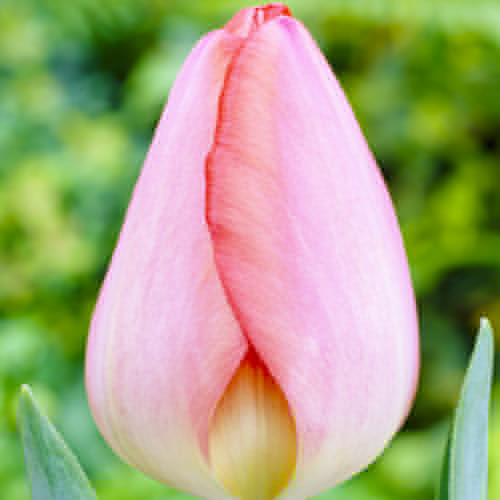 main product photo - for Sale main product photo