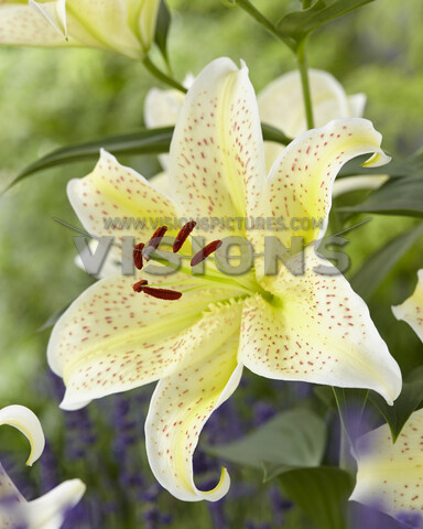 main product photo - for Sale main product photo