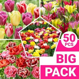 Tulip Spring Collection for Sale online in EU directly from The Netherlands