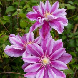Clematis Ragamuffin (Patens Group) for Sale online in EU directly from ...
