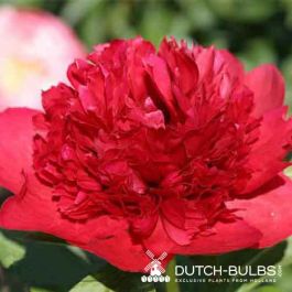 Peony Viking Valor (Herbaceous) for Sale online in EU directly from Holland