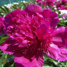 Peony Albert Niva (Herbaceous) for Sale online in EU directly from The ...