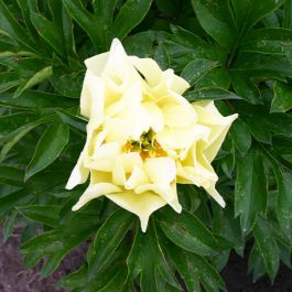 Peony Sonoma Sun (Tolomeo) (ITOH ) for Sale online in EU directly from ...