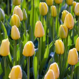 Tulip Golden Parade Order online in EU directly from Holland