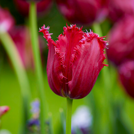 Tulip Philly Belle Order online in EU directly from Holland