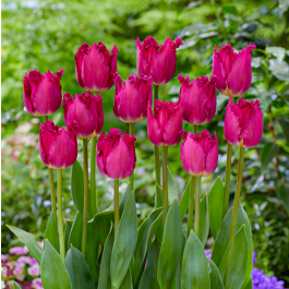 Tulip San Christina Order online in EU directly from Holland