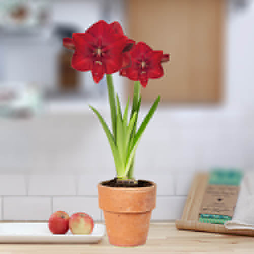 main product photo - for Sale main product photo