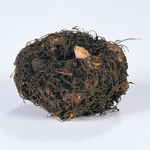 main product photo - for Sale main product photo