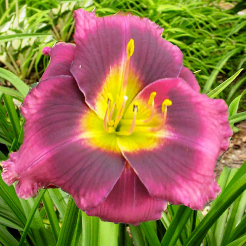 main product photo - for Sale main product photo