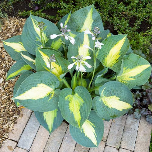 main product photo - for Sale main product photo