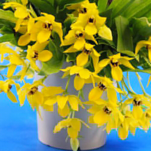 main product photo - for Sale main product photo