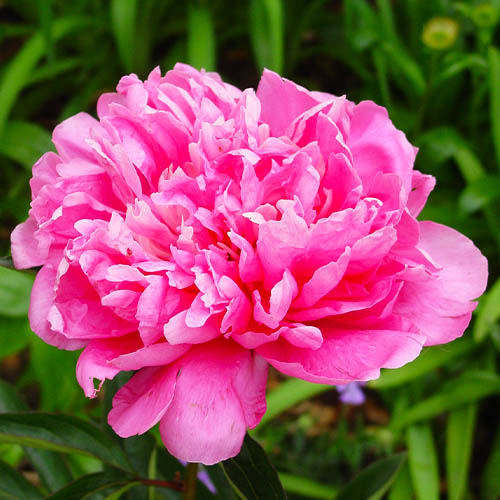 main product photo - for Sale main product photo