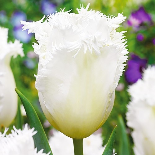 main product photo - for Sale main product photo