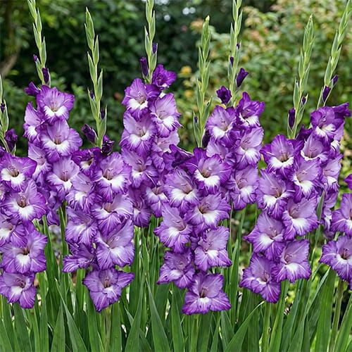 Gladiolus Blue Isle bulbs for Sale online on Dutch-Bulbs.Com