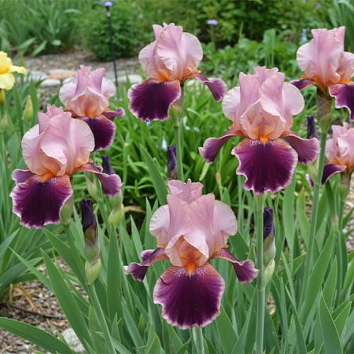 Iris Germanica (Bearded Iris) Wine and Roses bulbs for Sale online on ...