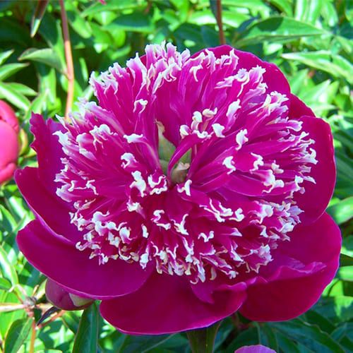 Pivoine Ada Niva (Herbaceous) Commander en ligne dans l'UE directement ...