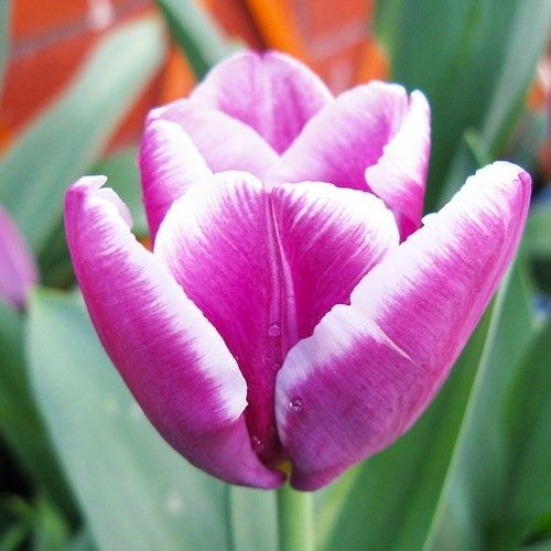 Tulipe Arabian Mystery