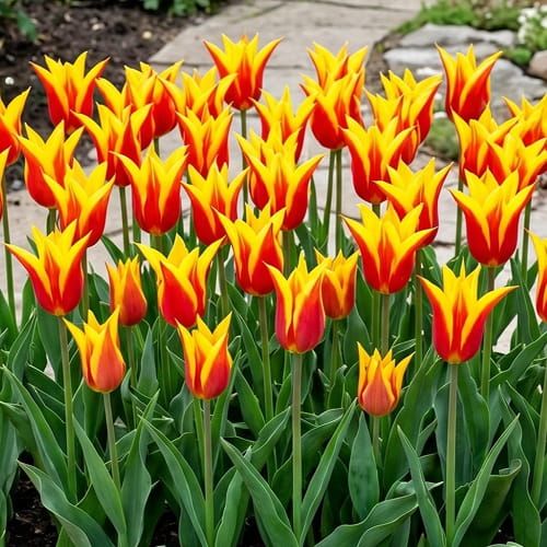 Tulip Fire Wings | Vendita Piante e Bulbi Olandesi Online| Dutch-bulbs.com