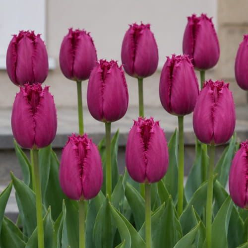 Tulip San Christina para venda online na UE directamente da Holanda