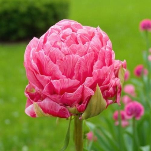Tulipán Strawberry Cream Venta online en España directamente desde los ...
