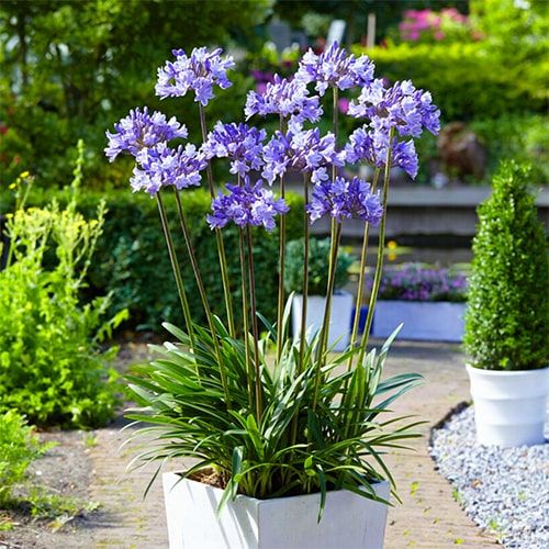 Agapanthus Africanus Blue (3 plants) for Sale online in EU directly ...
