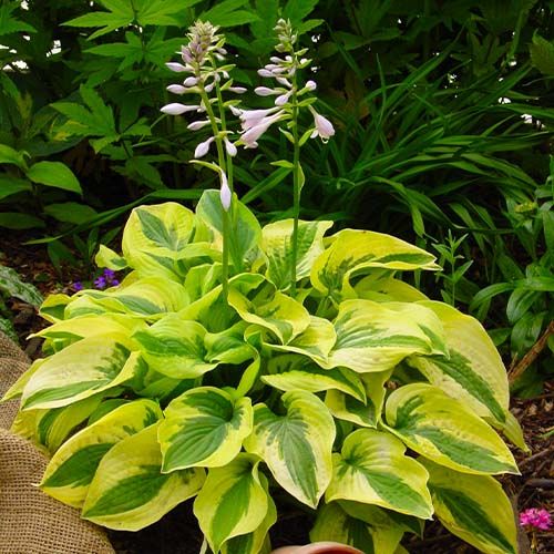 Hosta Floare Hosta Mama Mia for Sale online in EU directly from Holland