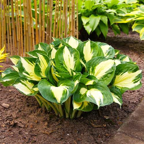 Hosta Pathfinder Hosta Pathfinder Order online in EU directly from The Netherlands