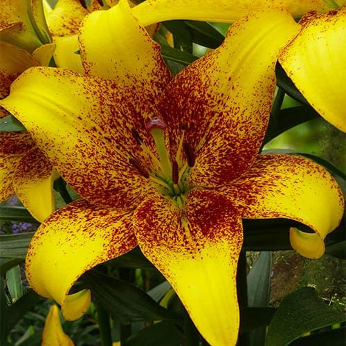 Lily (Lilium) Golden Stone for Sale online in EU directly from The ...
