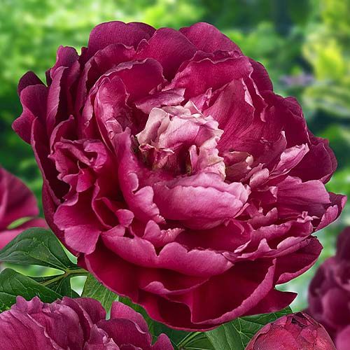 Peony Louis van Houtte (Herbaceous) Order online in EU directly from ...