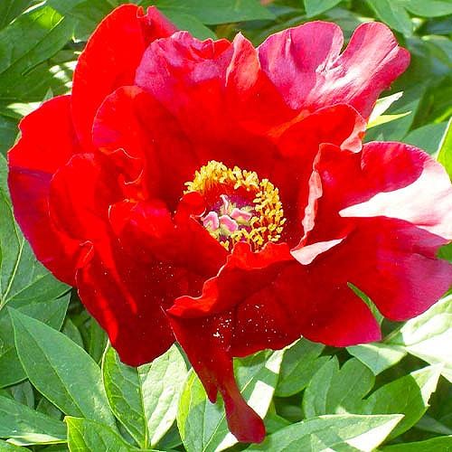 Peony Sonoma Velvet Ruby (Tolomeo) (ITOH ) for Sale online in EU ...