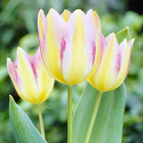 Tulip Antoinette for Sale online in EU directly from The Netherlands