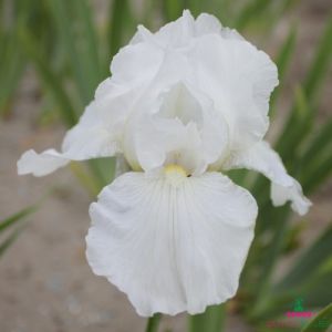 Iris Germanica (Bearded Iris) Immortality