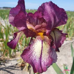 Iris Germanica (Bearded Iris) Attention Please