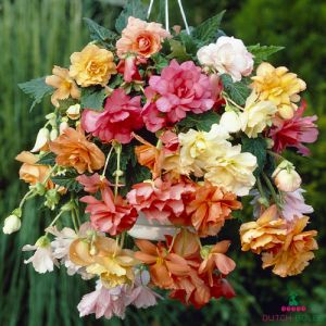 Begonia Cascade Collection