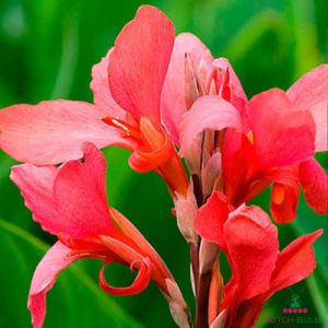 Canna Lily Crimson Beauty