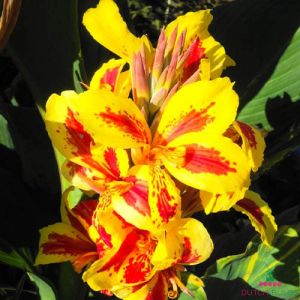 Canna Lily Queen Charlotte