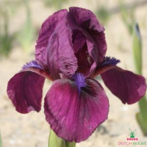Iris Pumila Cherry Garden