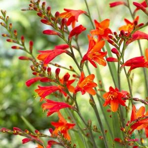 Crocosmiiflora (small flowering) Red King