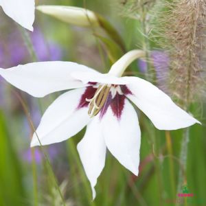 Gladiolus callianthus Murielae