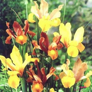 Iris Hollandica Mahogany Mix
