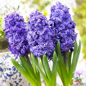 Hyacinth Royal Navy (Double Flowering)