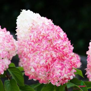 Hydrangea (Hortensia) Pink & Rose