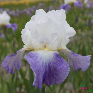 Iris Germanica (Bearded Iris) Mission Ridge
