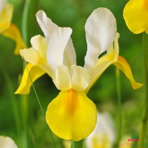 Iris Hollandica Yellow-White