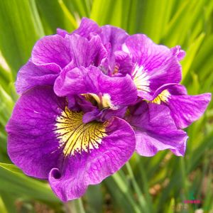 Iris Siberica (Siberian) Double Standard