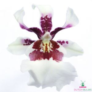 Miltonia (Orchid) Bartley White
