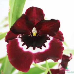 Miltonia (Orchid) Flora
