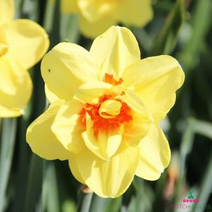Narcissus (Daffodil) Ascot